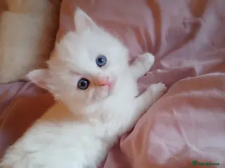 Turkish Angora cats Angoradoll Kittens - 2 available - Advert 1