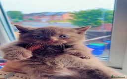 British Shorthair cats for sale: Pure cinnamon British short hair - Image 4