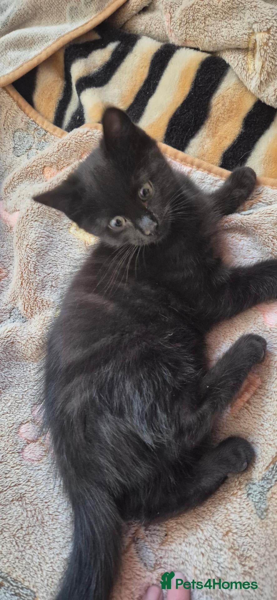 Mixed Breed cats Bengal cross kitten ready now  - Advert 1