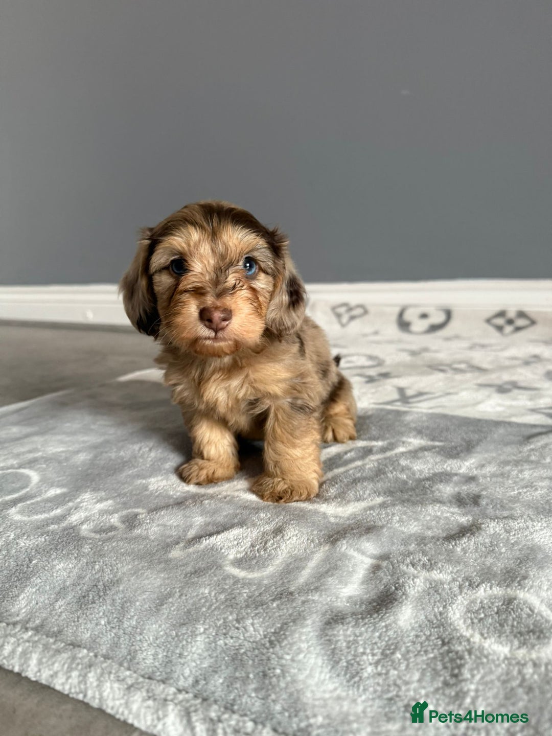 Miniature Schnauzer dogs for sale: MAGNIFICENT MINIATURE SCHNAUZER PUPPIES - Advert 4