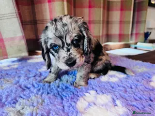 Cockapoo dogs Beautiful Health Tester Cockapoo Babies 🐾🐾🐾 - Advert 18