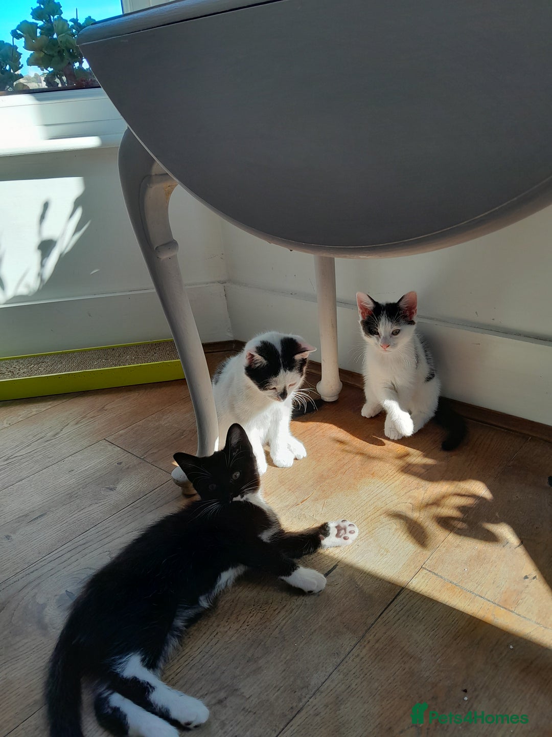 British Shorthair cats for sale: Two white and black sisters - Image 4