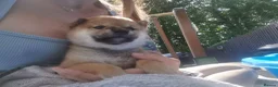 Japanese Shiba Inu dogs for sale: *New price! 3 left* all KC female shiba inus. - Advert 26