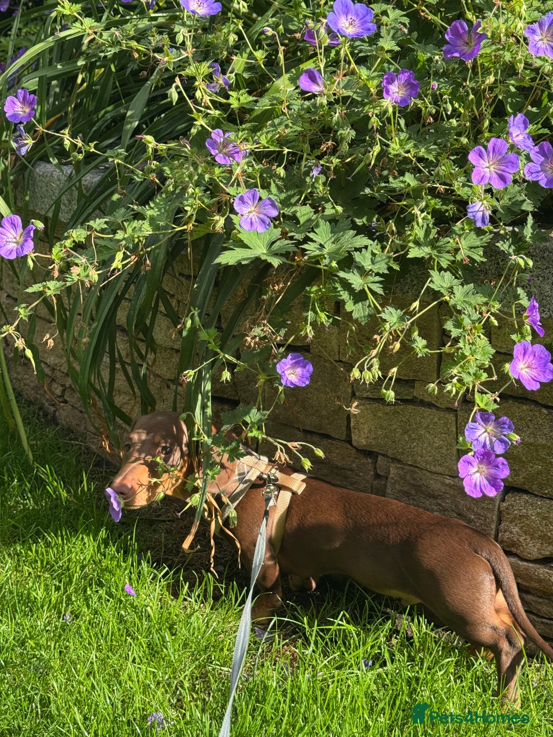 Dachshund dogs for sale: Brown/Biscuit friendly Dachshund puppy  - Image 2