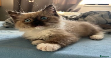 Ragdoll cats - Advert 16