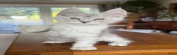 Maine Coon cats for sale: 💝Magnificent large TICA kittens 💖 - Advert 5
