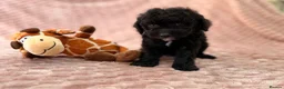 Labradoodle dogs for sale: DNA health tested parents of stunning labradoodles in Ware - Advert 14