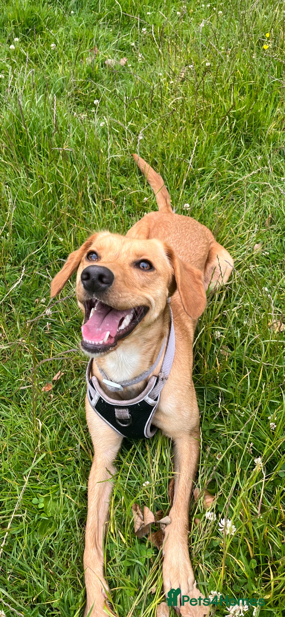 Mixed Breed dogs Cocker spaniel cross whippet female - Advert 1