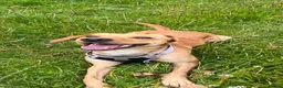 Mixed Breed dogs for sale: Cocker spaniel cross whippet female - Advert 1