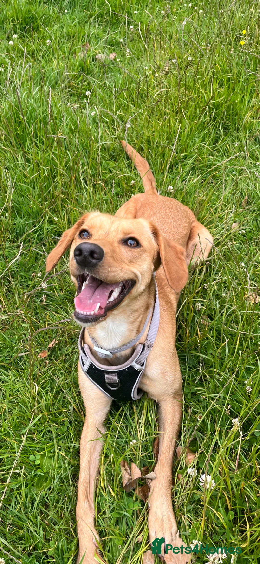 Mixed Breed dogs for sale: Cocker spaniel cross whippet female - Advert 1