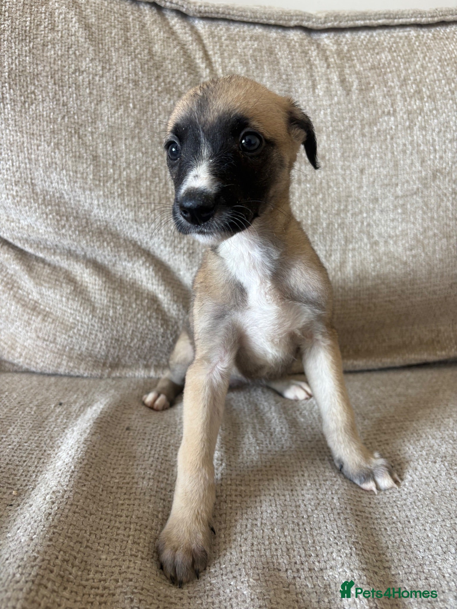 Mixed Breed dogs Whippet x lurcher pups - Advert 12