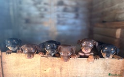 Mixed Breed dogs for sale: Dachshund x border collie - Image 1
