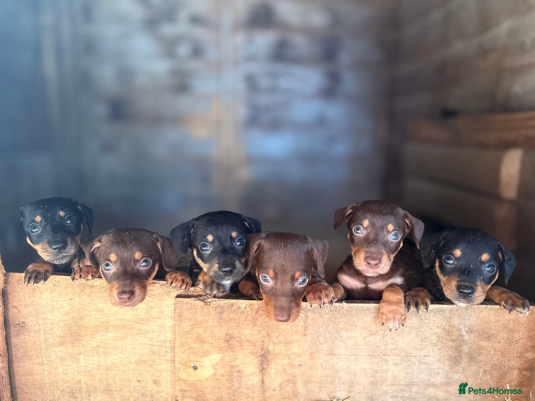 Mixed Breed dogs for sale: Dachshund x border collie - Image 1