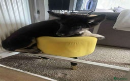 Mixed Breed dogs for sale: Mixed 3mnth old puppy - Image 3