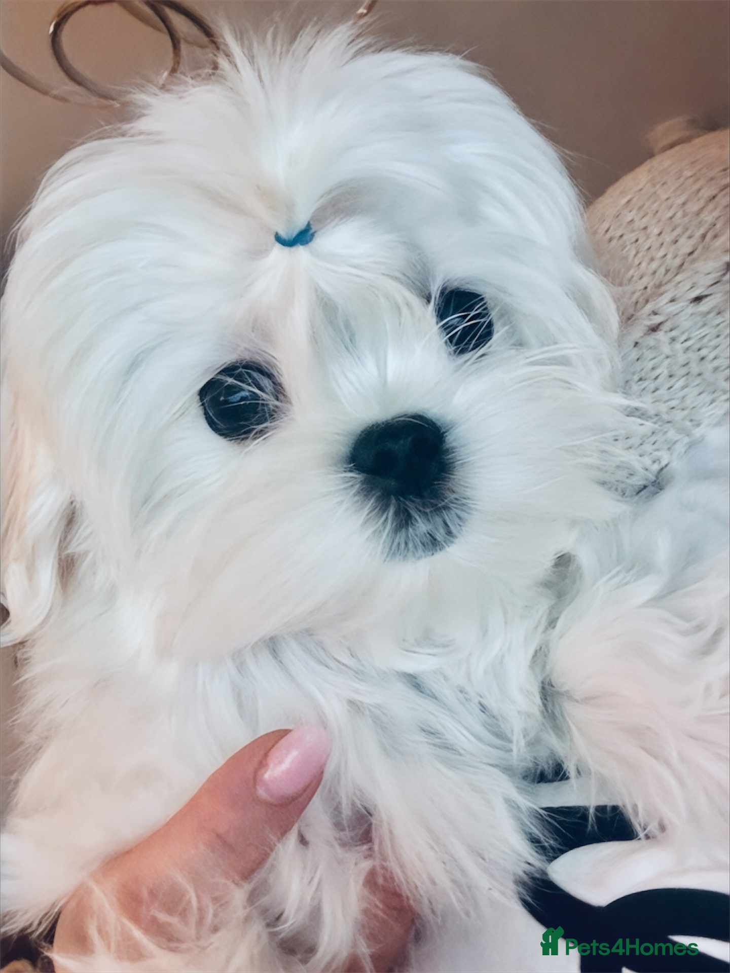 Maltese dogs Ready to Leave Now  Quality Tiny  Maltese  - Advert 4