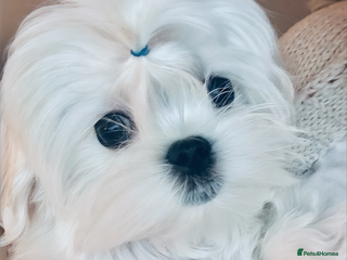 Maltese dogs Ready to Leave Now Quality Tiny Maltese - Advert 2