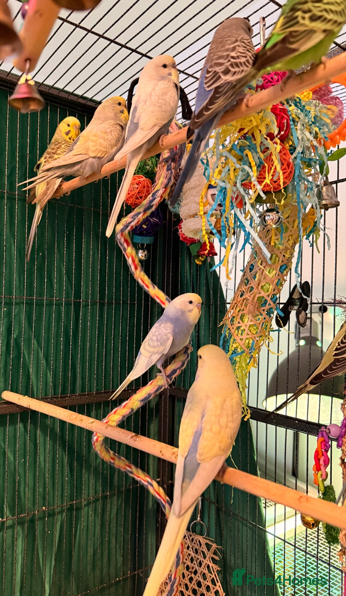 Budgerigars birds young  budgies available males & female young  - Advert 1
