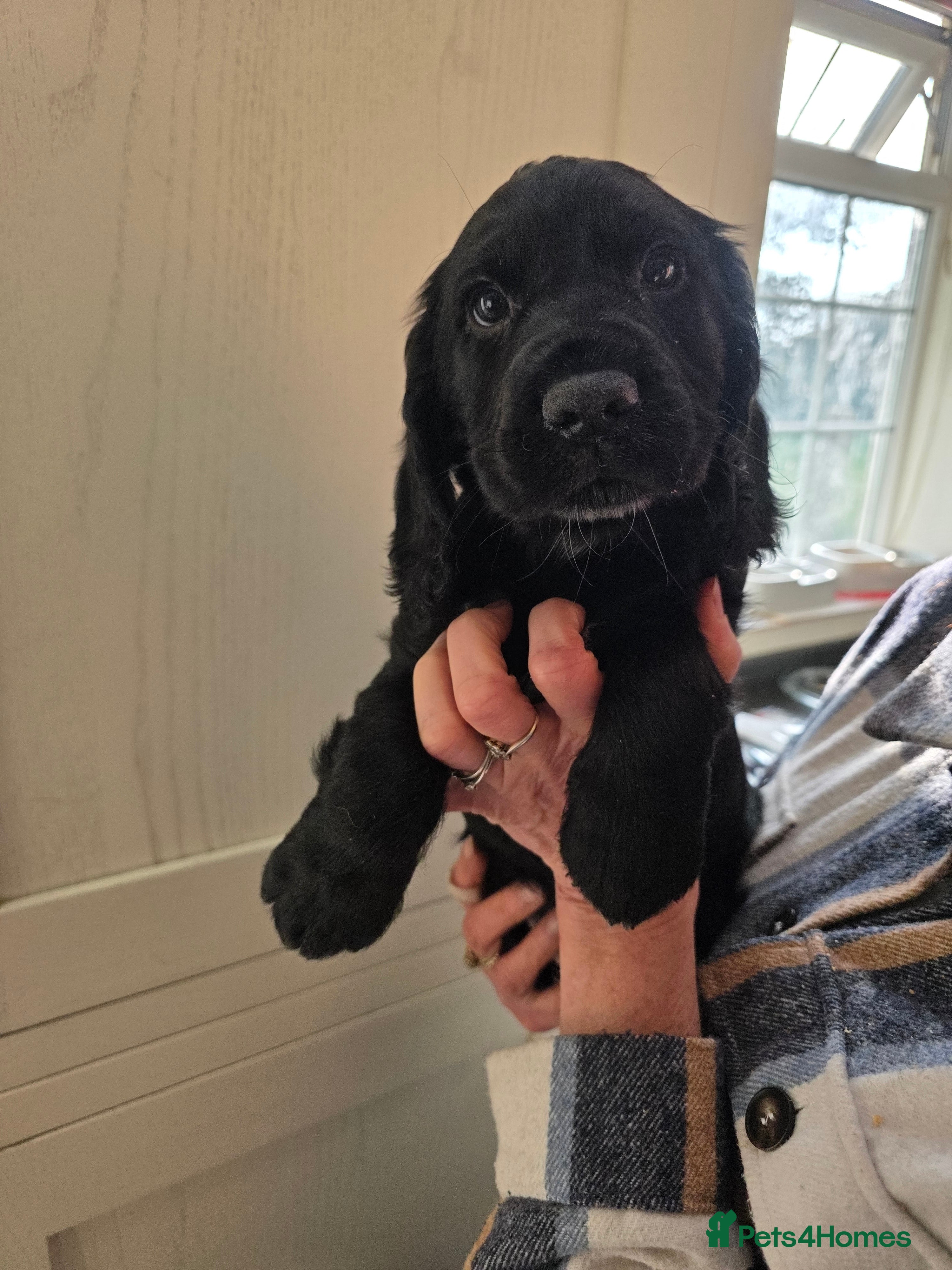 Cocker Spaniel dogs LAST BOY REMAINING REDUCED kc reg! Cocker spaniel - Advert 13