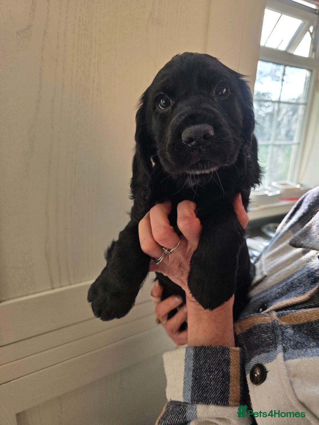 Cocker Spaniel dogs for sale: LAST BOY REMAINING REDUCED kc reg! Cocker spaniel - Image 1