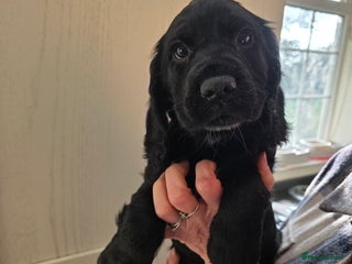 Cocker Spaniel dogs - Advert 18