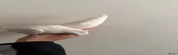 Cockatiels birds for sale: Beautiful hand tamed cockatiels in Harrow - Advert 5