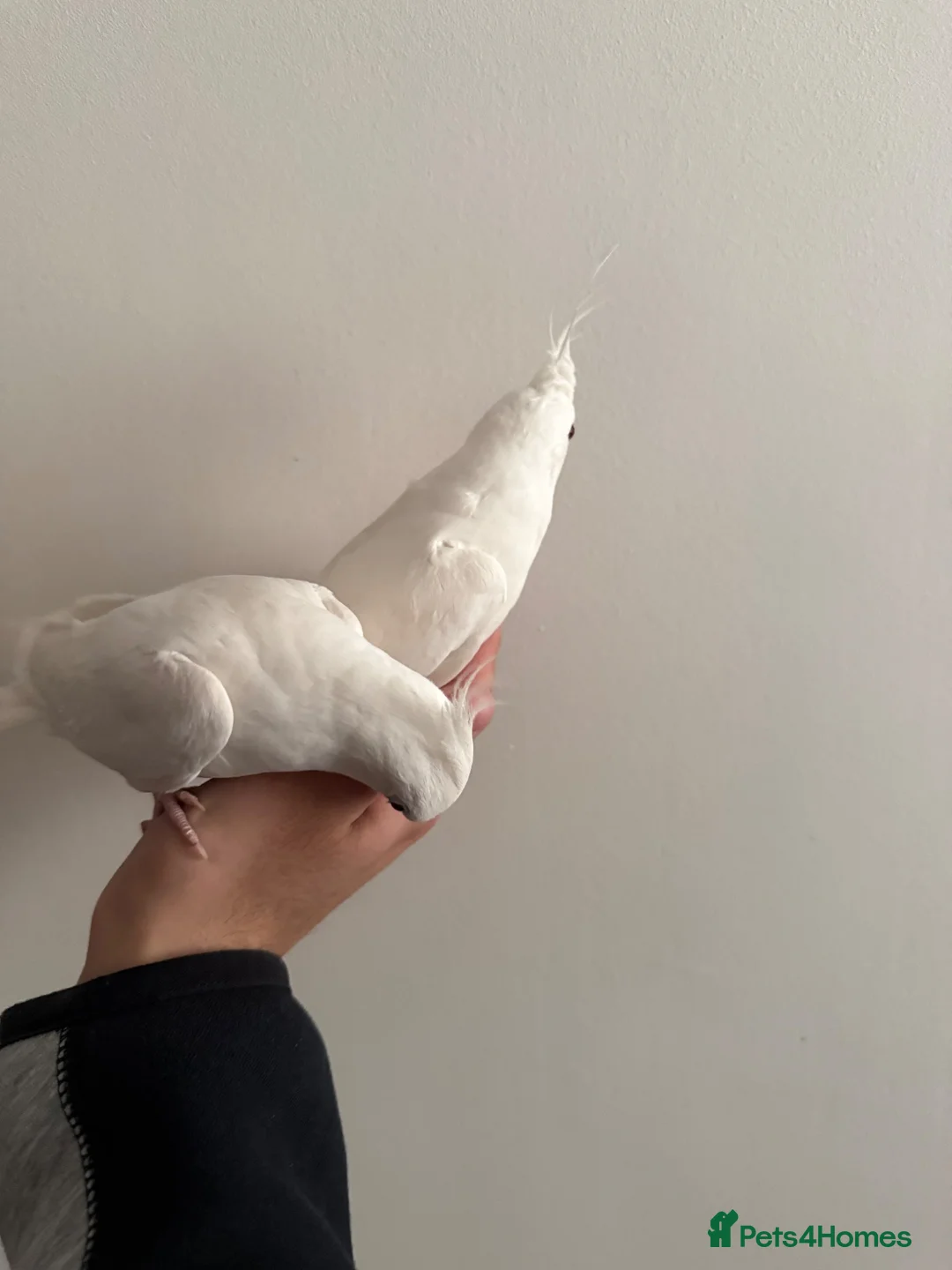 Cockatiels birds for sale: Beautiful hand tamed cockatiels in Harrow - Advert 5