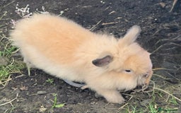 Lionhead rabbits for sale: Double Mane (f)&No Mane(m) Lionhead £50 & £2 - Image 16