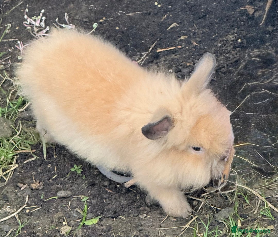 Lionhead rabbits for sale: Double Mane (f)&No Mane(m) Lionhead £50 & £2 - Image 16