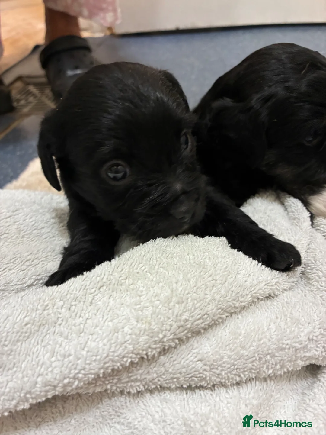 Jackapoo dogs for sale: Jackapoos for sale  - Advert 2