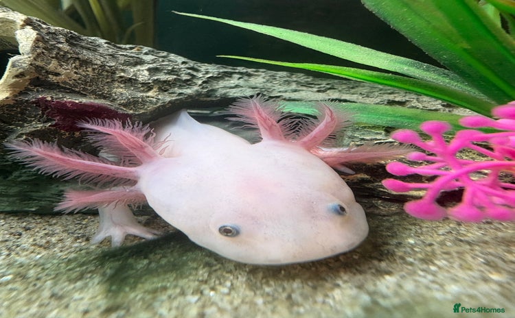 Axolotl reptiles Axolotl with tank and filter  - Advert 1