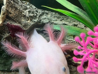 Axolotl reptiles for sale: Axolotl with tank and filter - Advert 1