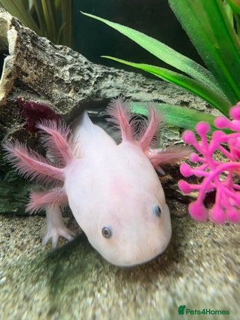 Axolotl reptiles Axolotl with tank and filter - Advert 1