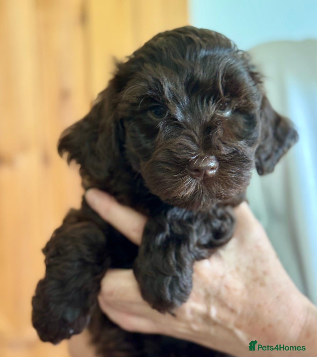 Schnoodle dogs for sale: F1 mega coated mini cross Schnoodles - Image 34