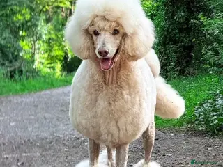 Standard Poodle dogs KC Standard Poodle Beautiful Puppies - Advert 12