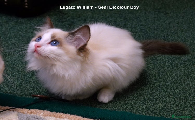 Ragdoll cats - Advert 2