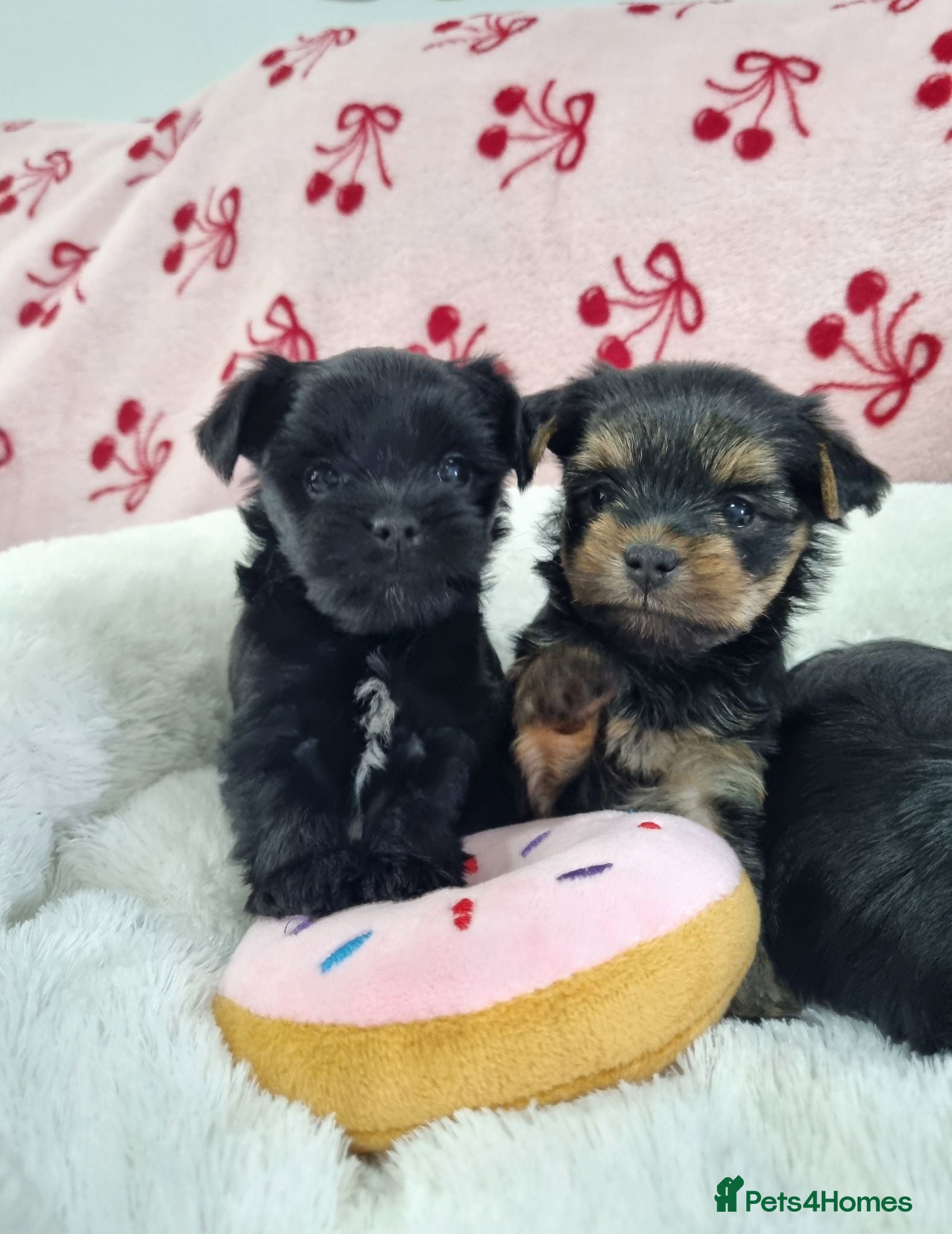 Yorkshire Terrier dogs Yorkshire terrier puppies - Advert 1