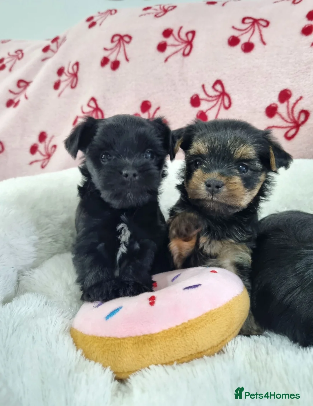 Yorkshire Terrier dogs for sale: Yorkshire terrier puppies in Bolton - Advert 1