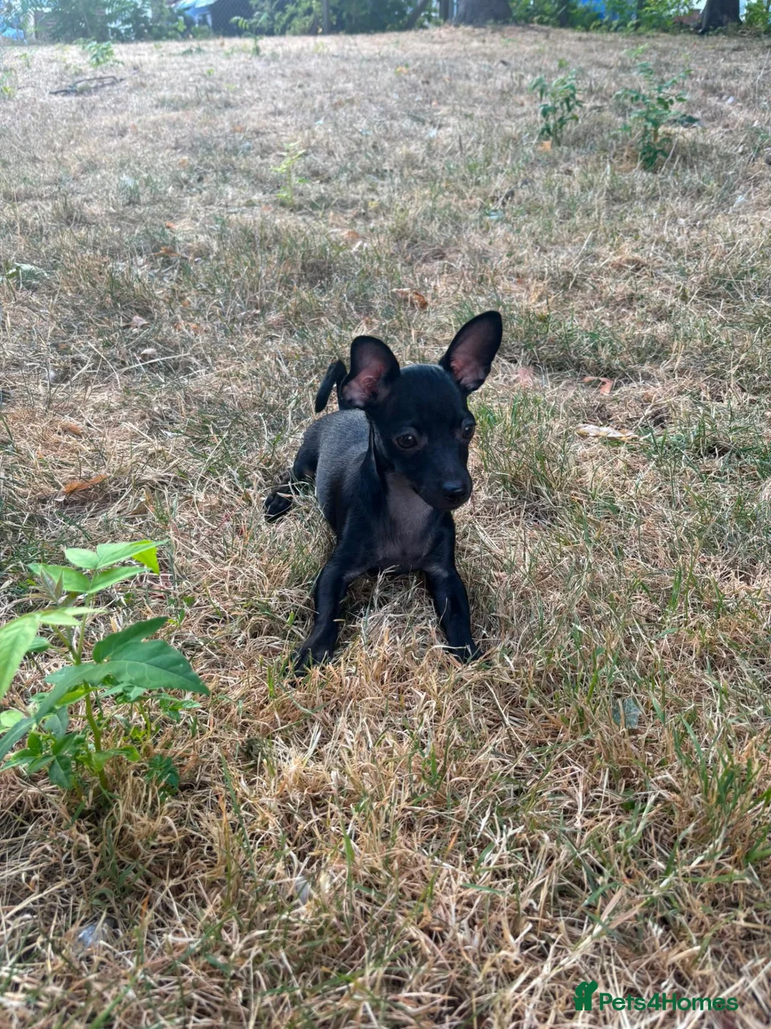 Russian Toy Terrier dogs for sale: Russian toy  - Advert 2