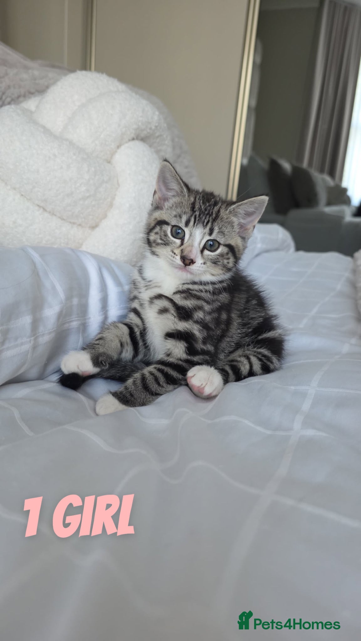 Mixed Breed cats Three Adorable Female Kittens  - Advert 1