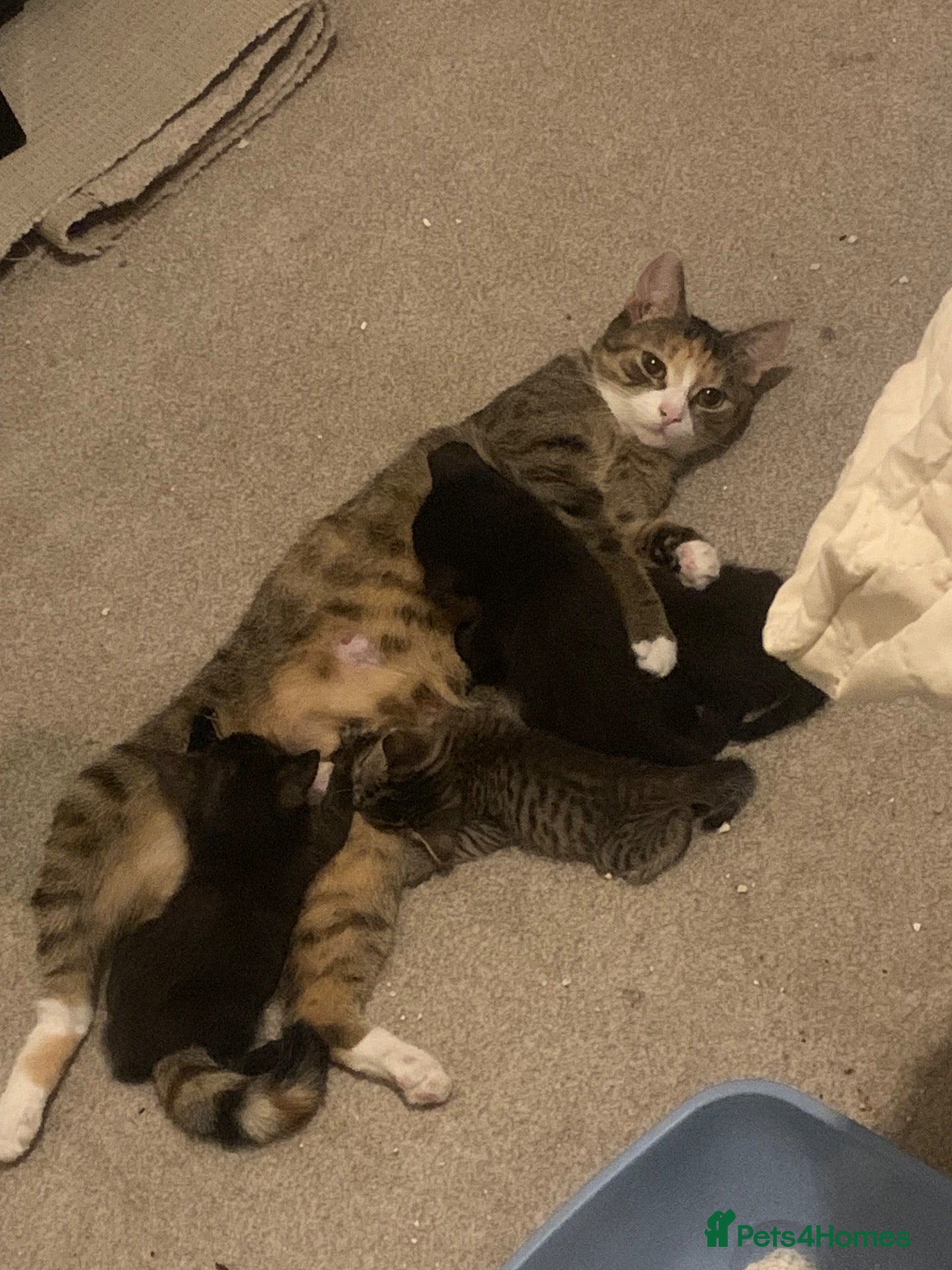 British Shorthair cats 3 kittens for sale  - Advert 1