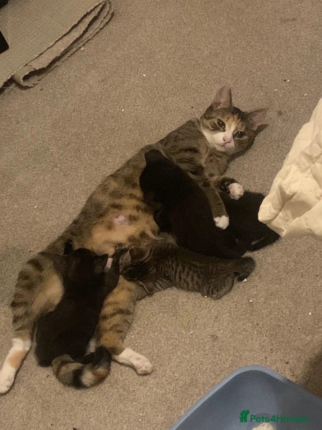 British Shorthair cats for sale: 3 kittens for sale  in Walsall - Advert 1