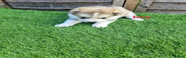 Siberian Husky Puppy 3