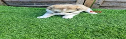 Siberian Husky dogs for sale: 6 siberian husky puppies  - Advert 3