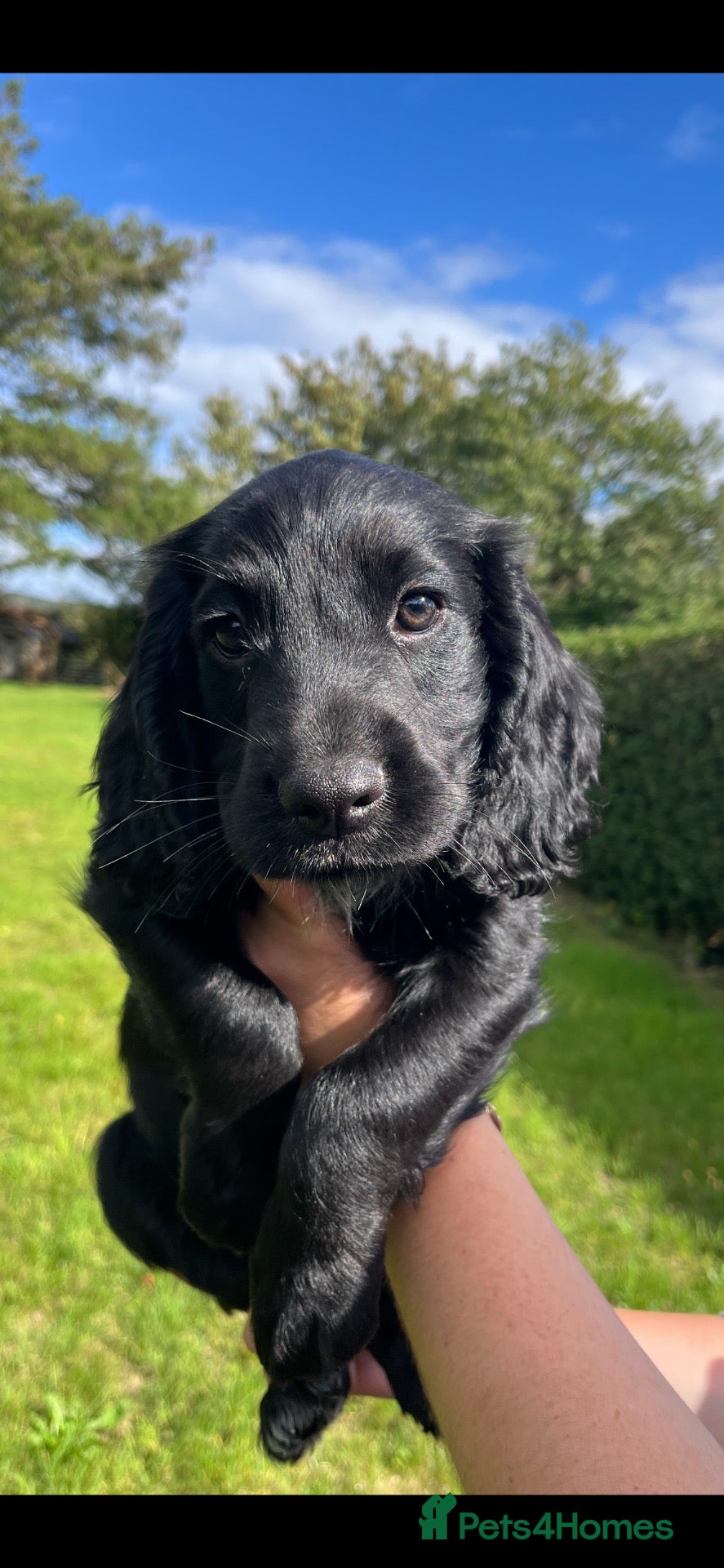 Cocker Spaniel dogs Stunning 2 Black Working Boys💙💙 - Advert 9