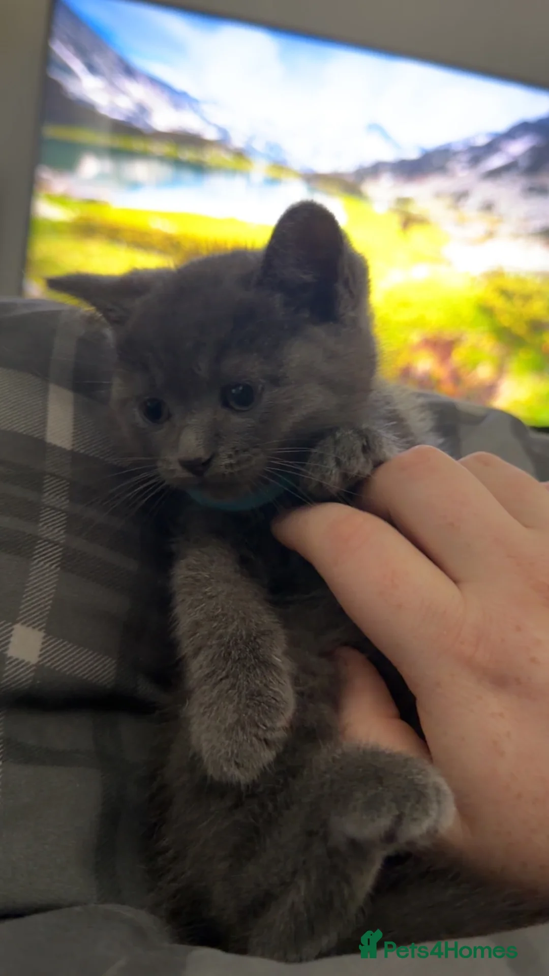 British Shorthair cats for sale: Beautiful blue British shorthair kittens  - Advert 8