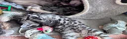 Bengal cats for sale: Mixed Bengal Kittens - Advert 2
