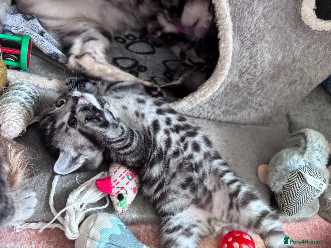 Bengal cats for sale: Mixed Bengal Kittens - Advert 2