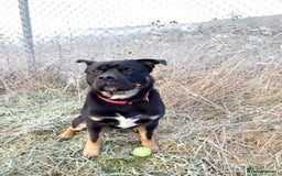 Rottweiler dogs for stud: Rottweiler cross for stud - Image 16