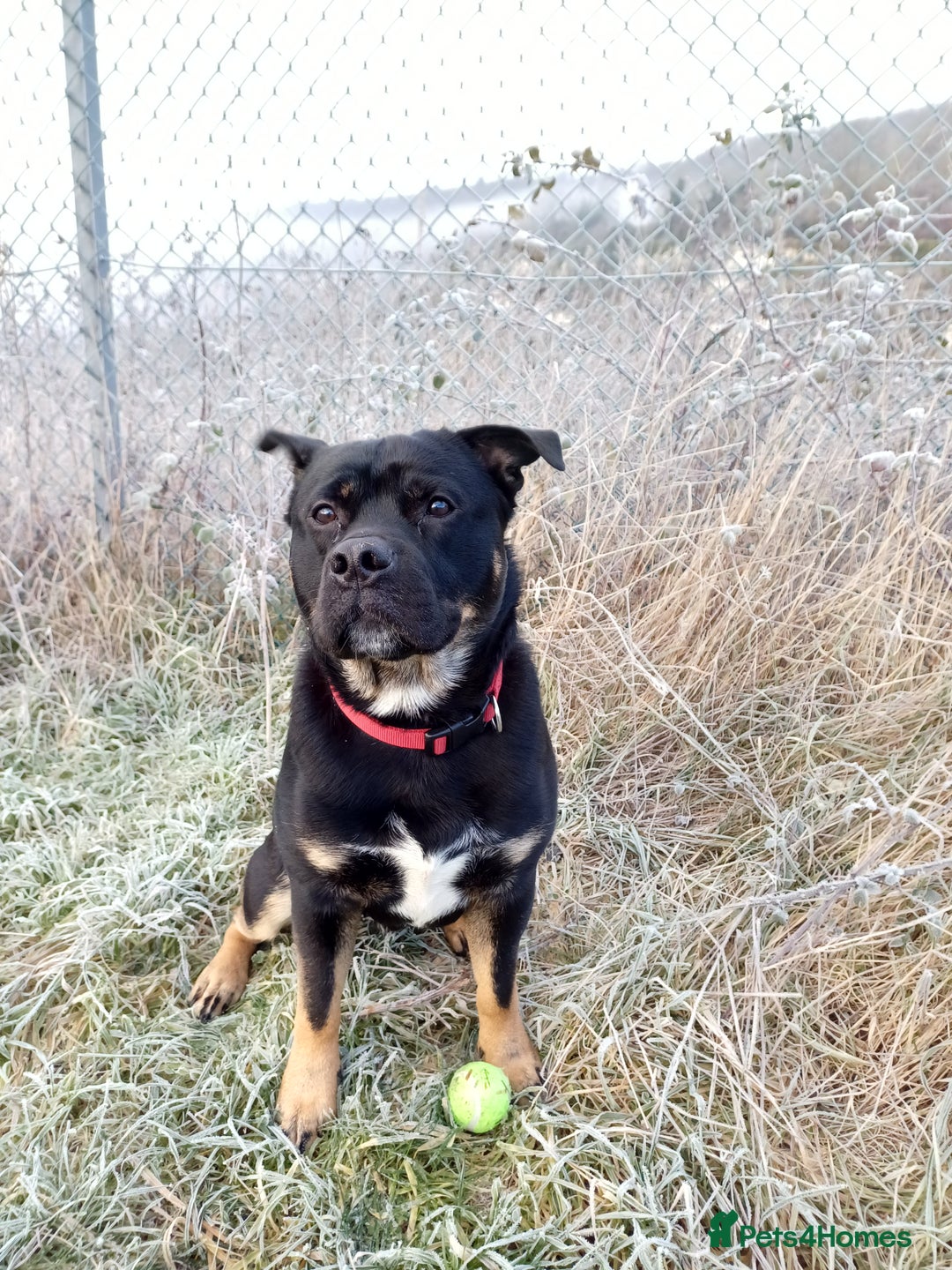 Rottweiler dogs for stud: Rottweiler cross for stud - Image 16