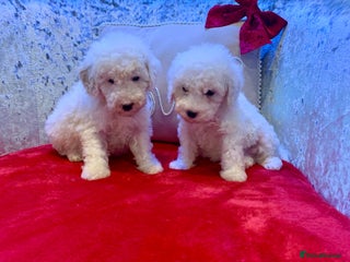 Toy Poodle dogs ✨Beautiful Healthy Poodle Ready 20th Dec ✨🐩 - Advert 2